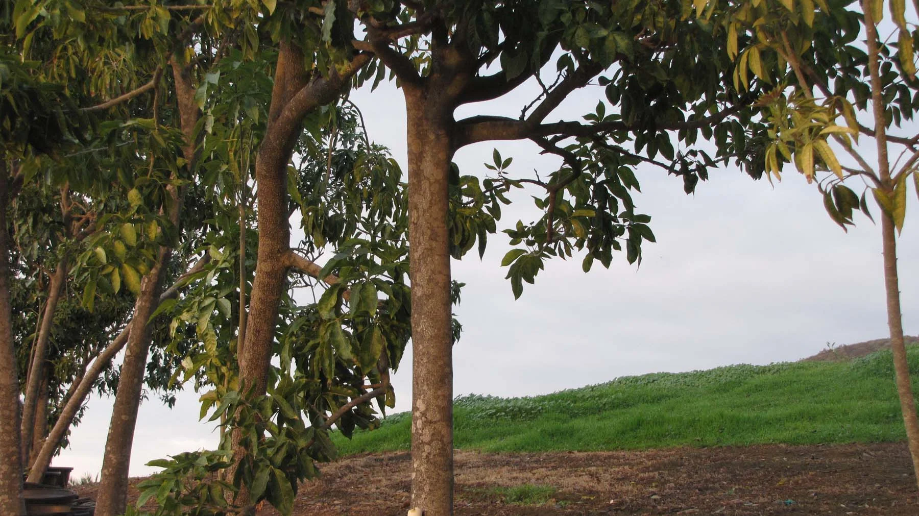 Orchards of Abundance — California Tropical Fruit Tree Nursery